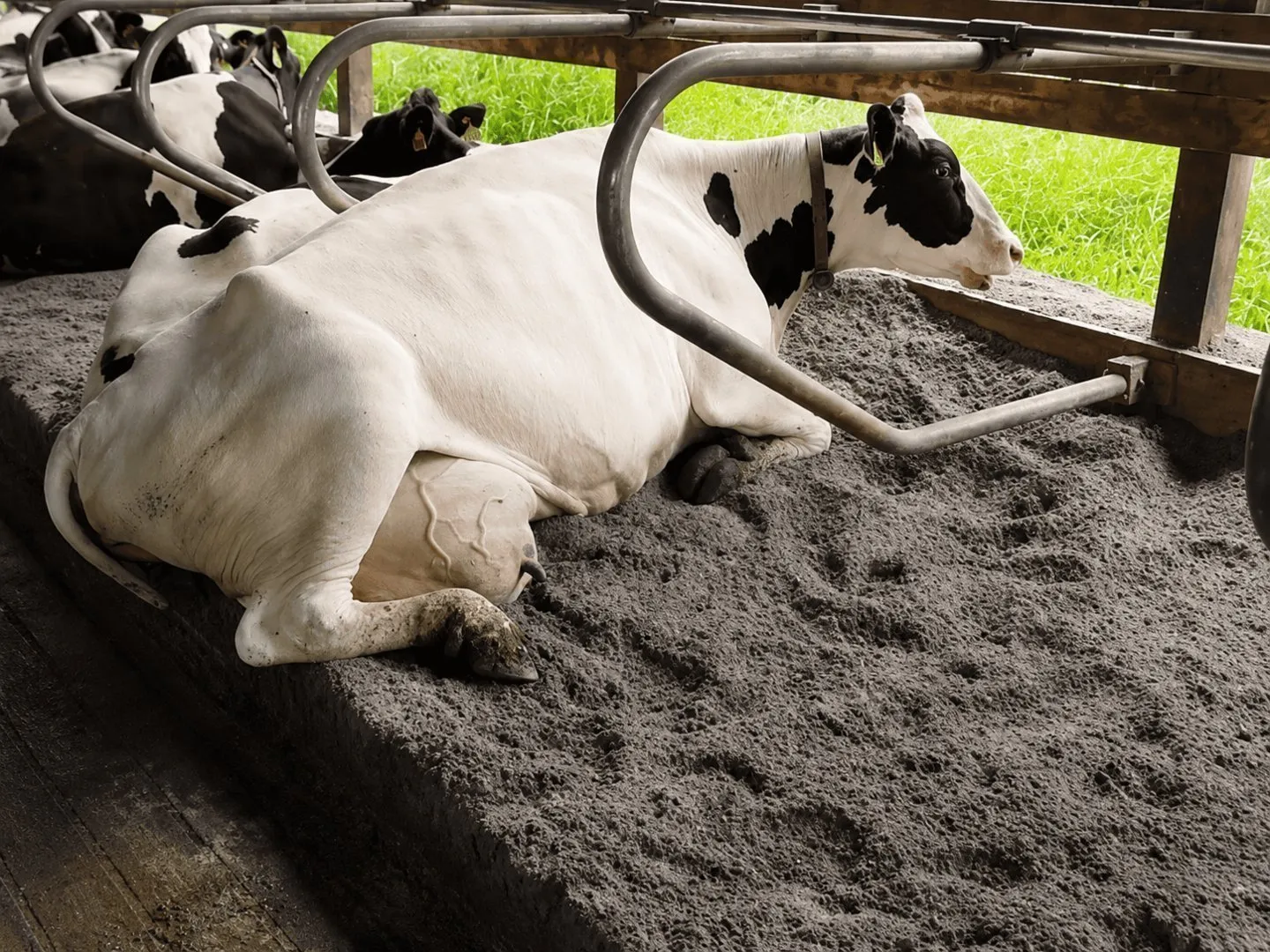 A black-and-white Holstein cow lies comfortably on a deep sand bedding surface within a dairy barn stall, surrounded by metal stall dividers and natural daylight. Other cows are visible in the background, highlighting a clean and comfortable housing environment.