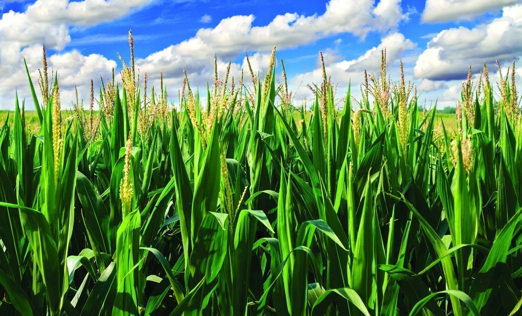 Green corn plants growing in a field, with tassels visible at the tops and a bright blue sky filled with scattered white clouds overhead.