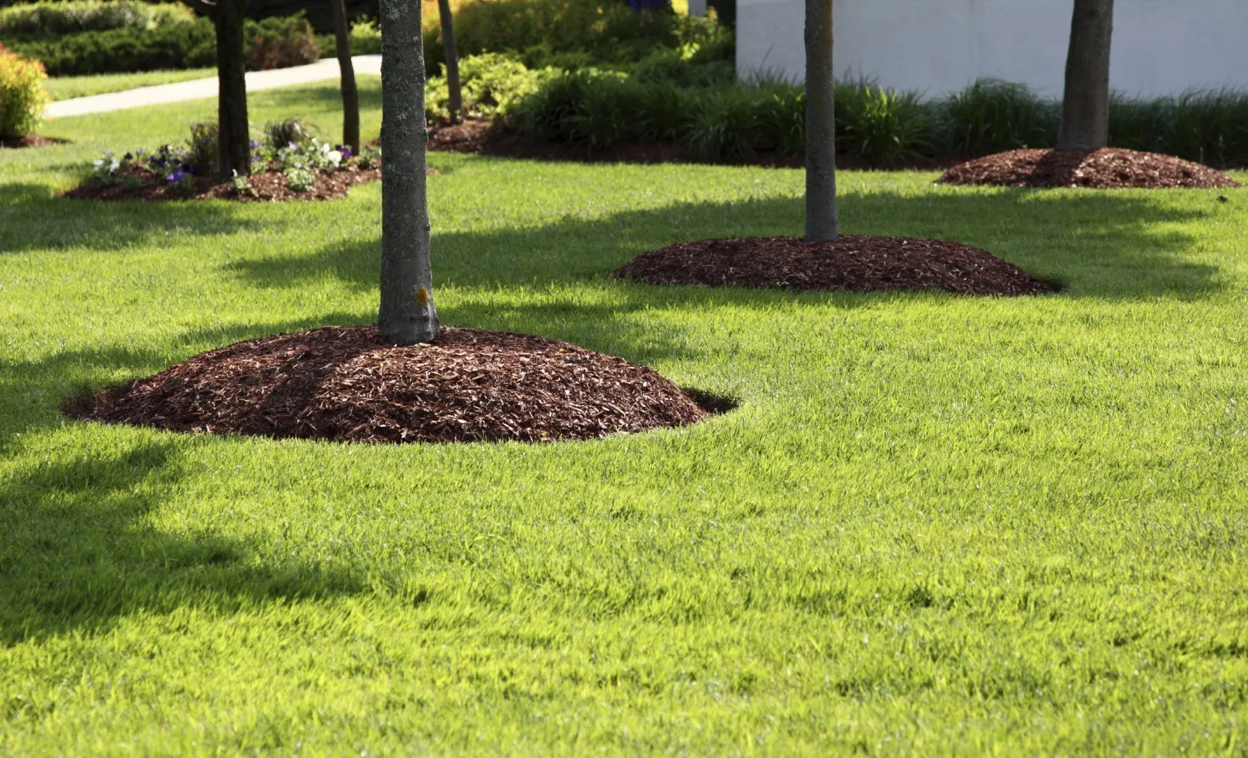 Mulch rings spread around the bases of trees in a well-maintained green lawn, with landscaped garden beds and shrubs in the background.