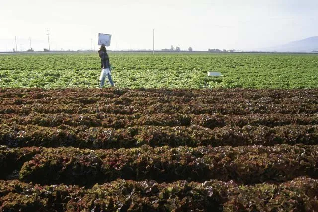 Rows of leafy crops growing in a large agricultural field, with a person walking between rows carrying a crate, and additional green fields stretching into the distance under a hazy sky.