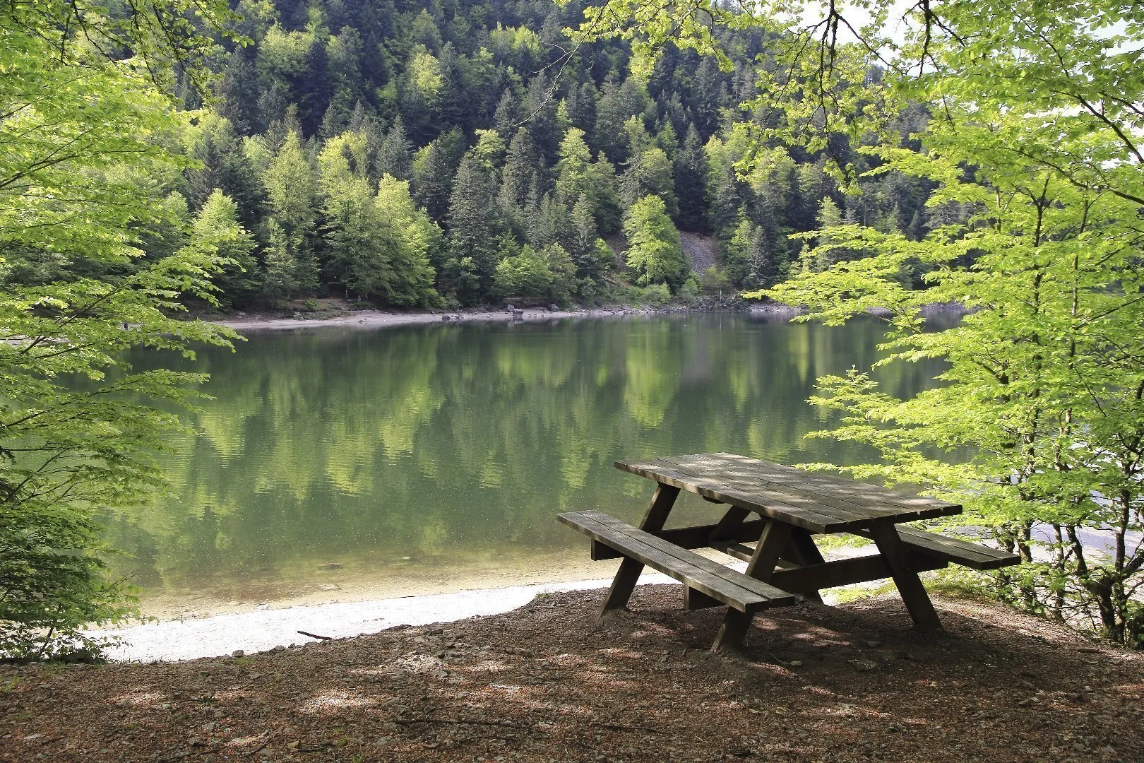 Wooden picnic table beside a calm lake surrounded by dense green forest, with trees reflected in the water under soft daylight.